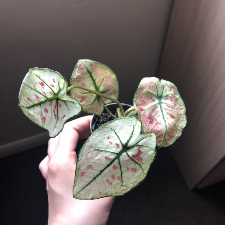 Photo of the plant species Caladium 'Marie Moir' by Venexia named Nemo on Greg, the plant care app
