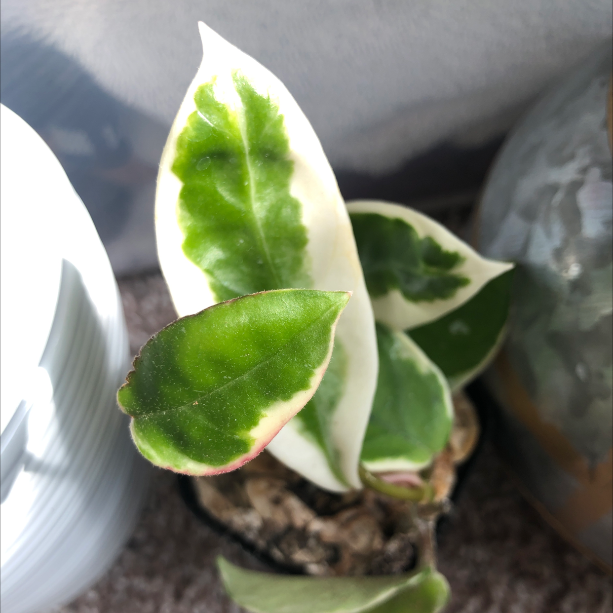 Hoya Carnosa Tricolor plant with variegated leaves, well-framed and in focus.