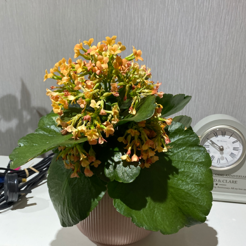 Florist Kalanchoe plant photo by @Ohliviax named Bruce on Greg, the plant care app.