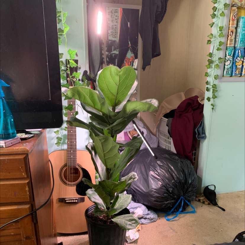 Fiddle Leaf Fig plant photo by Olive named neptune on Greg, the plant care app.