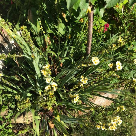 Photo of the plant species pale yellow-eyed-grass by Moira named Your plant on Greg, the plant care app