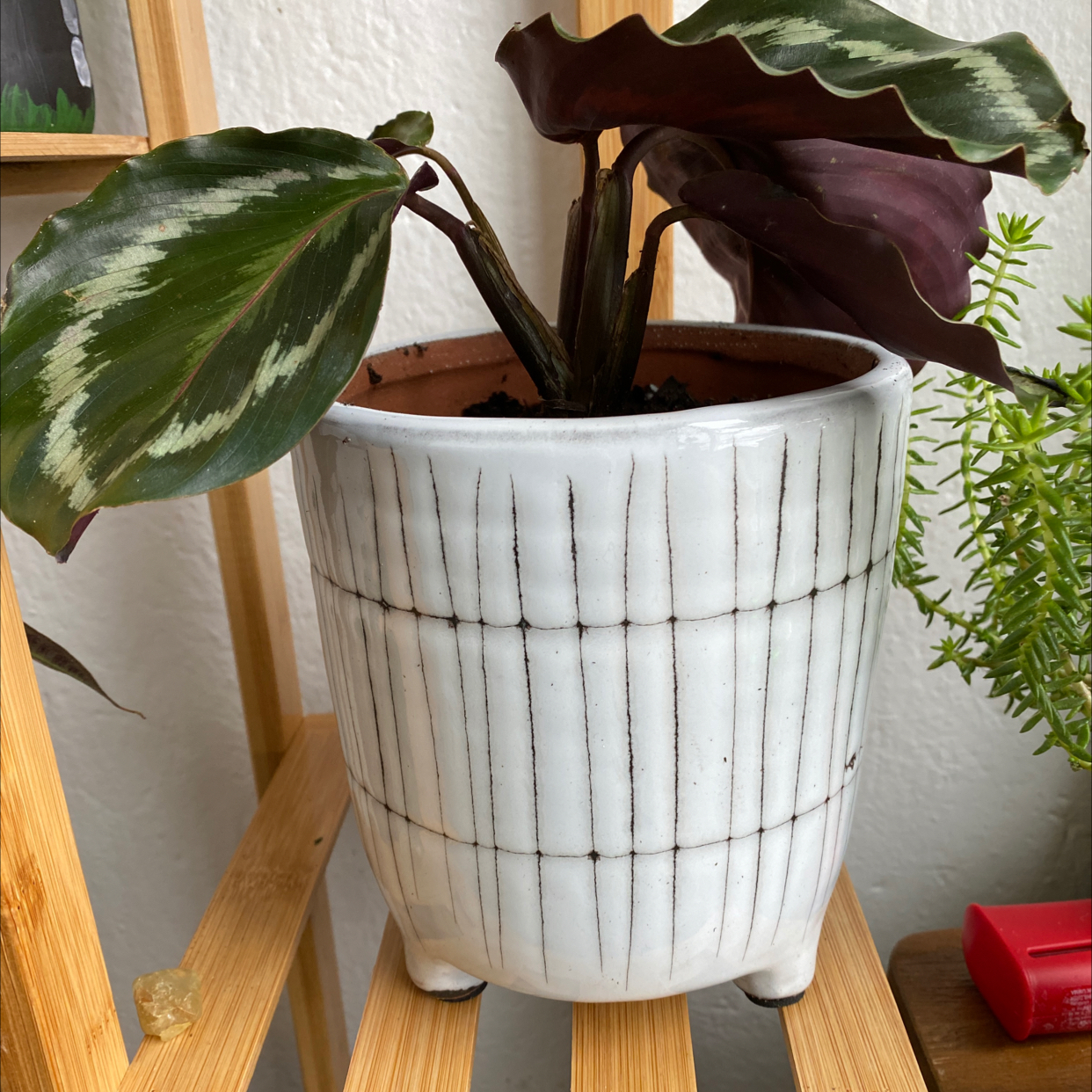 Rose Calathea plant photo by @cuppajo named Prayer on Greg, the plant care app.