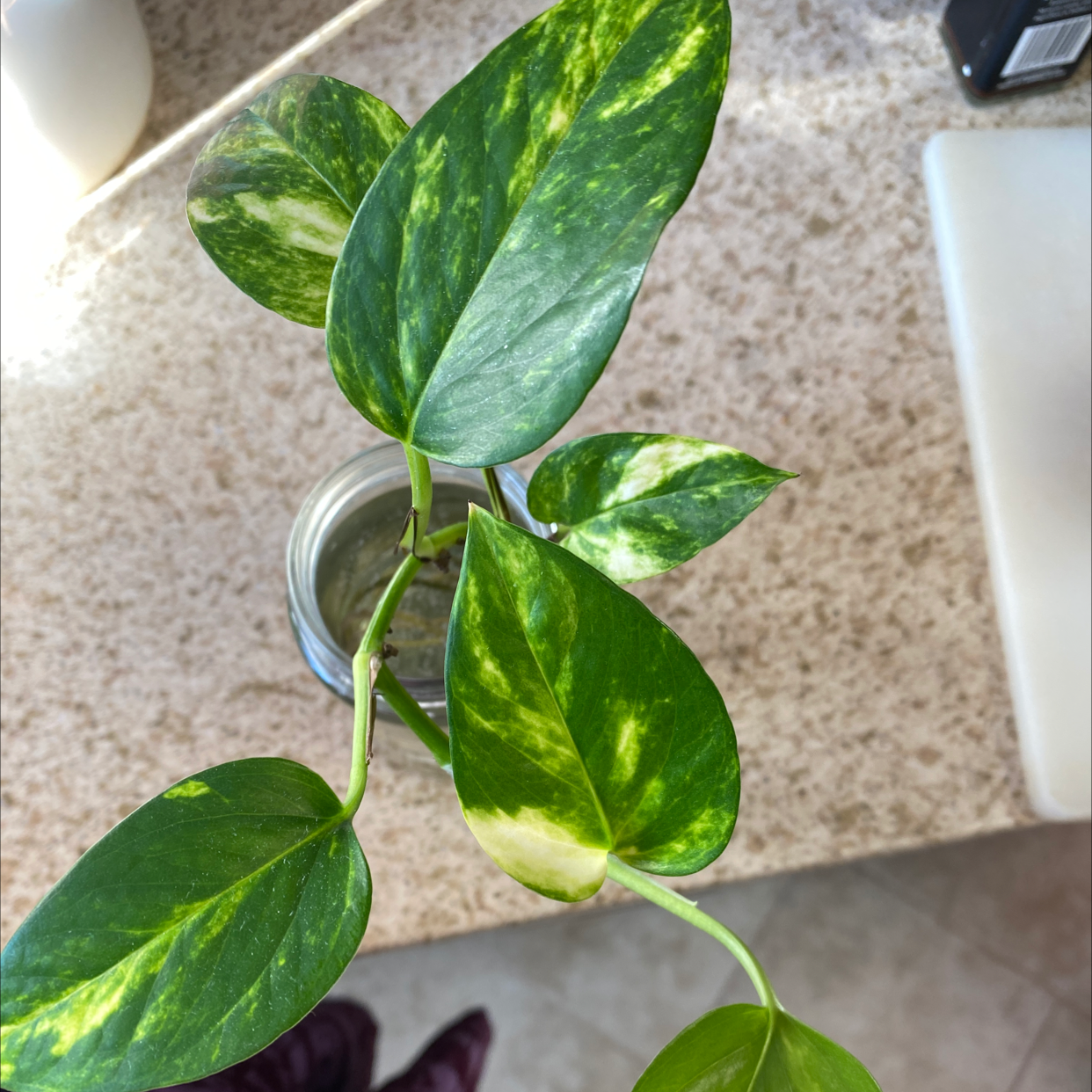 Jade Pothos plant photo by Rukaiyah named Pythos on Greg, the plant care app.