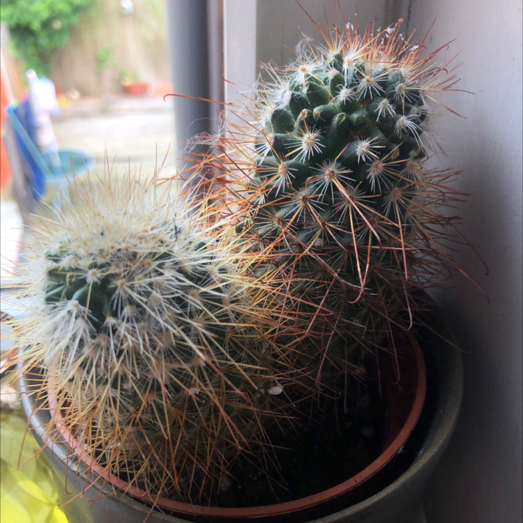 Texas Rainbow Cactus with two stems in a pot near a window.