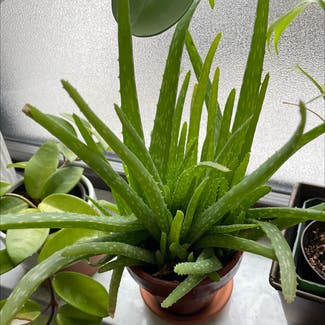 Aloe vera plant in New York, New York