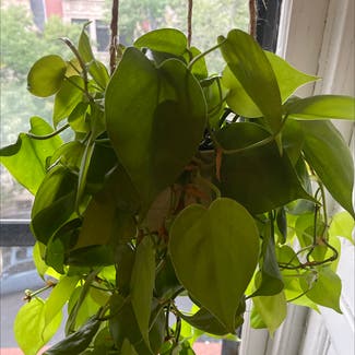 Philodendron Lemon Lime plant in New York, New York