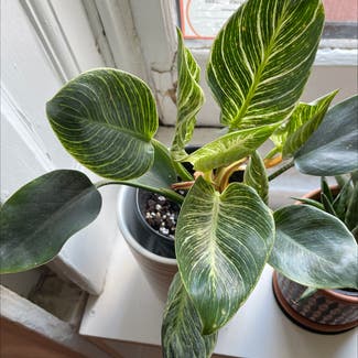 Philodendron Birkin plant in New York, New York