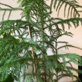 Norfolk Island Pine plant in New York, New York