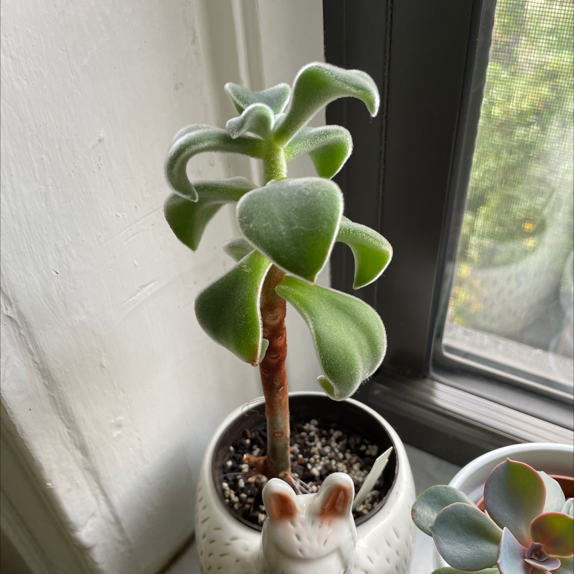 Plush Plant in a white rabbit pot on a windowsill, with healthy, fuzzy leaves.