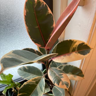 Ficus 'Ruby' plant in New York, New York
