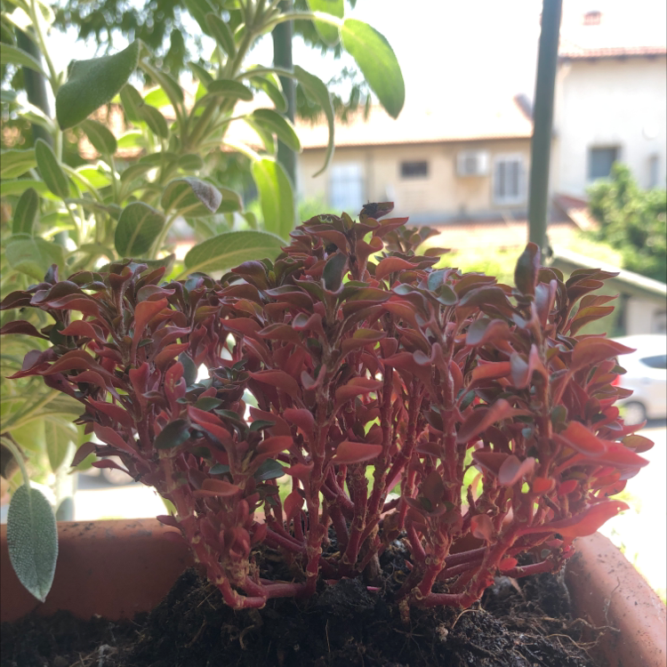Photo of the plant species Herbst's Bloodleaf by @aviya_avrech named Neta on Greg, the plant care app