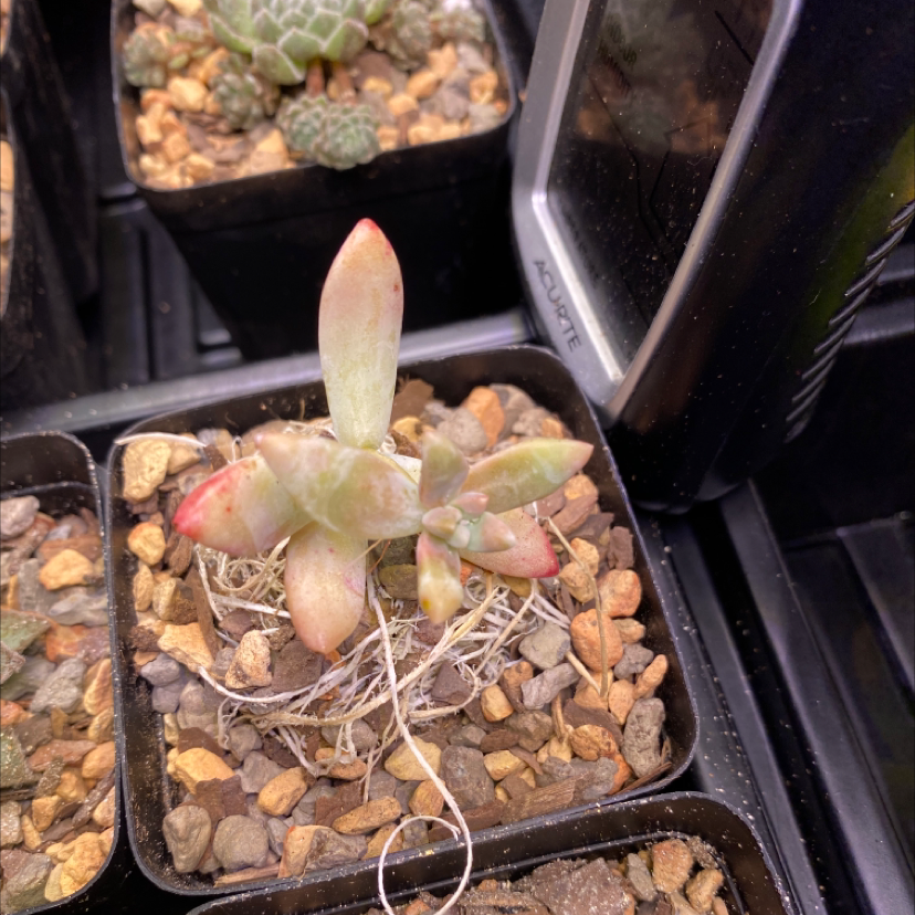 Small succulent plant in a pot with rocky soil, showing some leaf discoloration and visible roots.