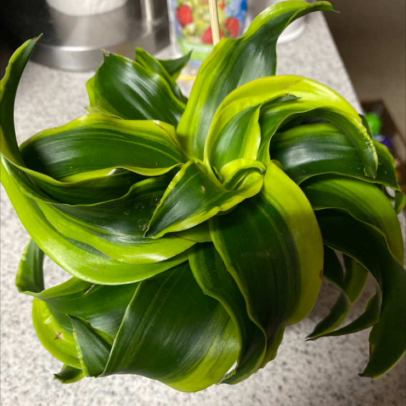 Photo of the plant species Dracaena 'Tornado' by @aliseana named Tornado on Greg, the plant care app
