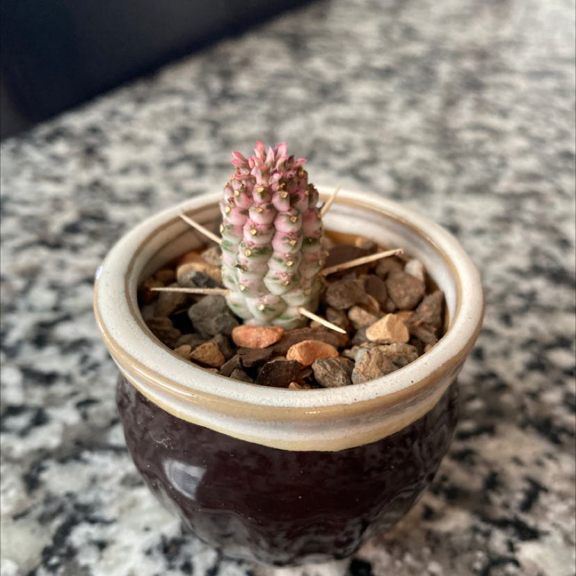 Variegated Corncob Cactus in a pot with rocky soil, appears healthy.