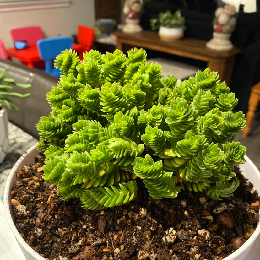Photo of the plant species Crassula 'Estagnol' by @aliseana named Spirograph on Greg, the plant care app