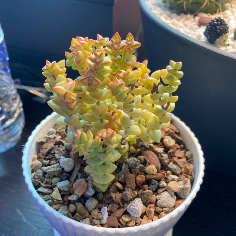 Tom Thumb succulent plant in a white pot with rocky soil, showing red-tipped leaves.