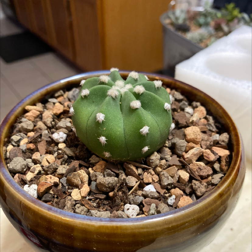 A healthy Peyote cactus in a pot with rocky soil.