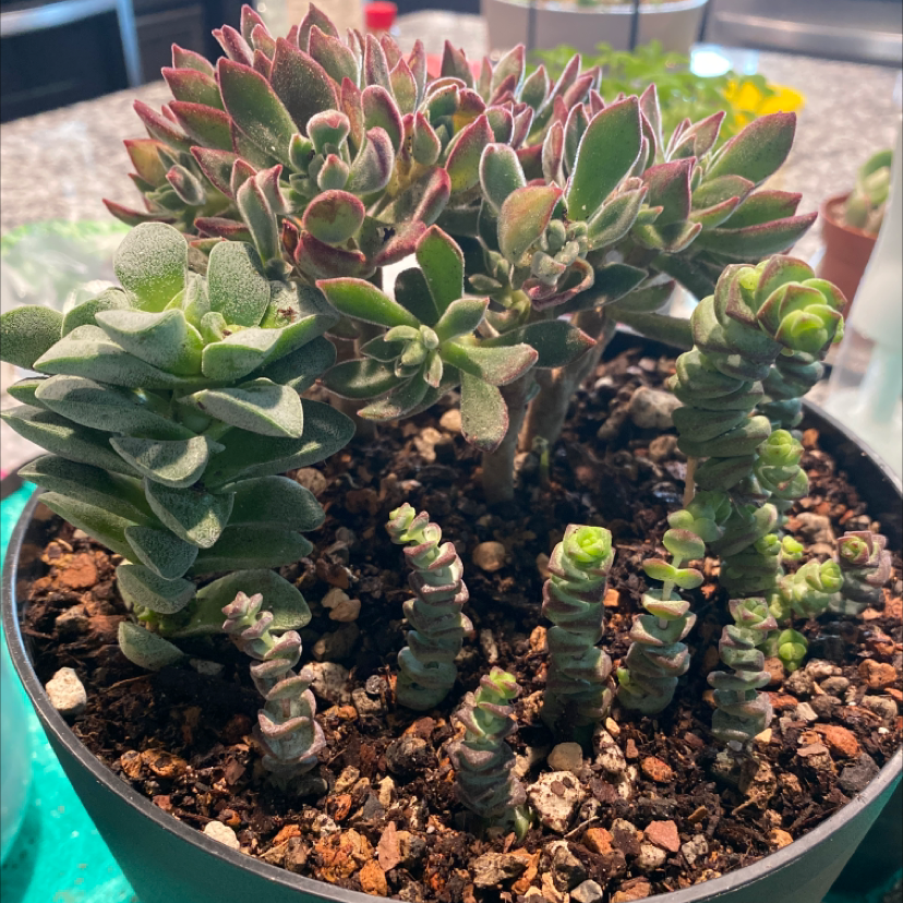 Crassula rupestris plant in a pot with visible soil, healthy appearance.