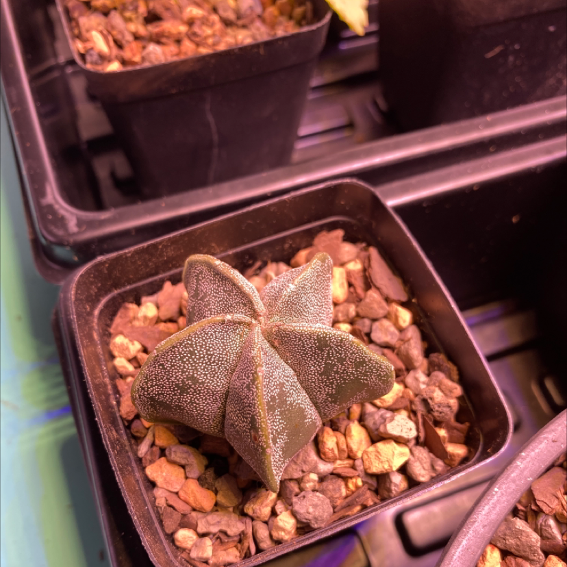 Bishop's Cap Cactus in a small pot with rocky soil, well-framed and focused.