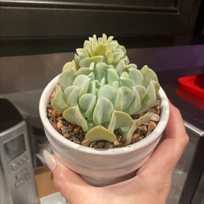 Potted Echeveria 'Topsy Turvy' succulent held by a hand, showing healthy leaves.