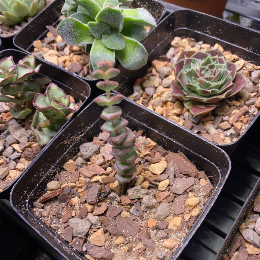 Multiple small potted succulent plants, including Crassula rupestris, with visible well-draining soil.
