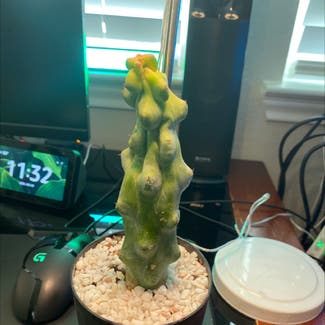 Boobie Cactus plant in Somewhere on Earth
