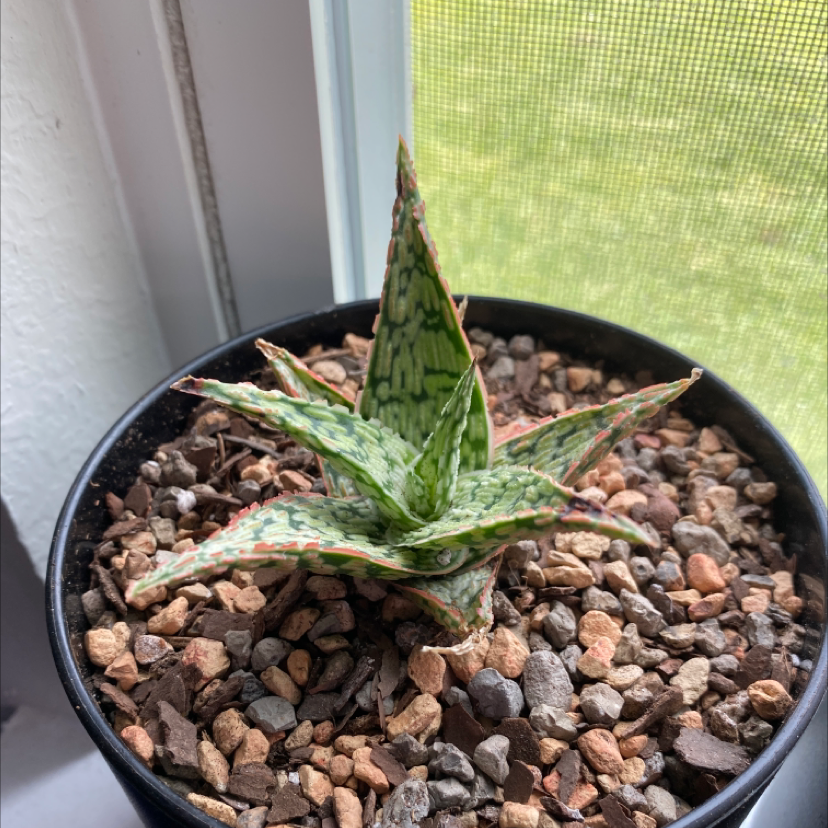 Pink Blush Aloe plant in a pot with rocky soil, placed near a window.