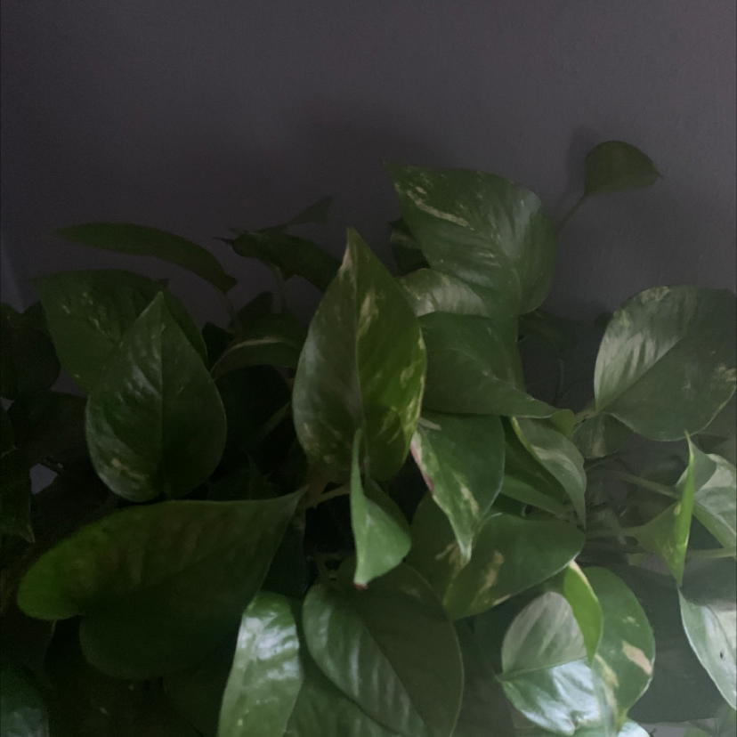 Taro Vine plant photo by T named Sigmund on Greg, the plant care app.
