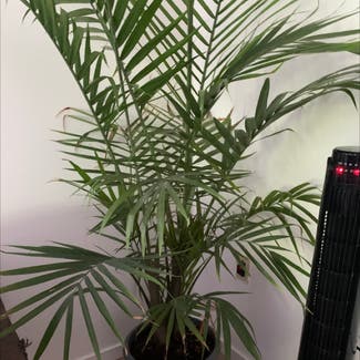 Kentia Palm plant in Victoria, British Columbia