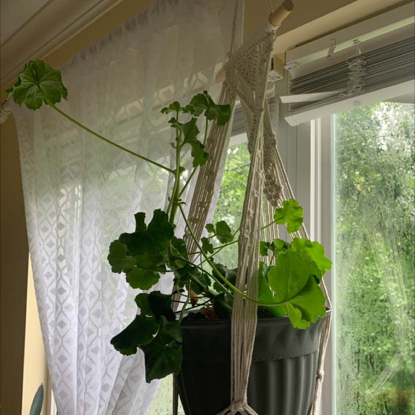 Hanging Ivy Geranium plant near a window with healthy green leaves.