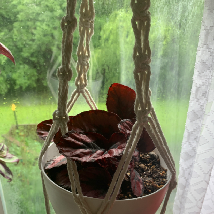 Exotica Begonia plant in a macrame holder by a window with dark red leaves.