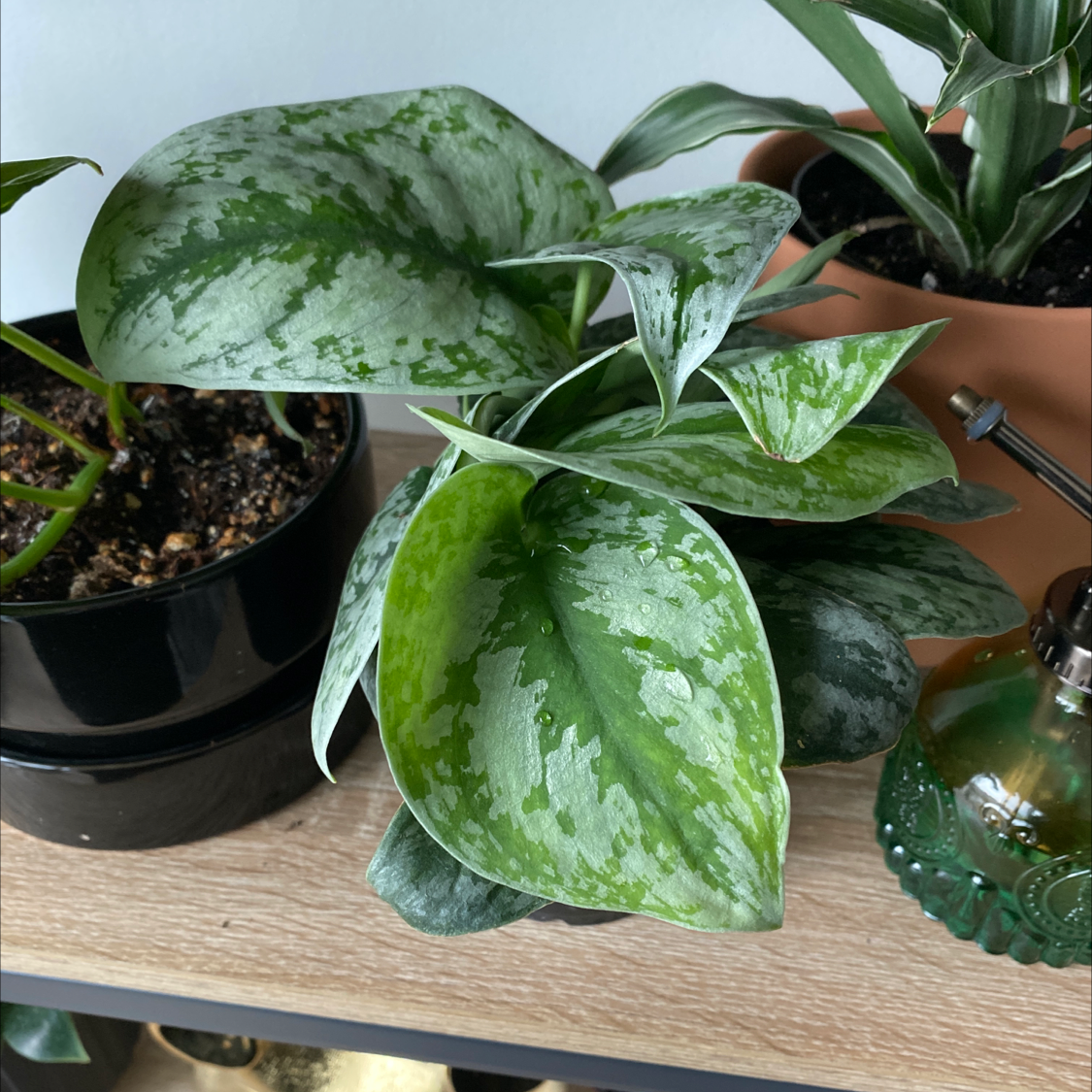 Scindapsus treubii 'Moonlight' plant with healthy variegated leaves in a pot on a shelf.