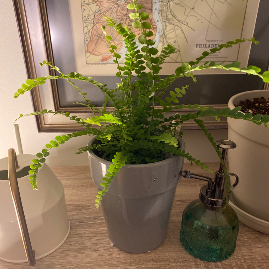 Healthy erect sword fern with bright green upright fronds, potted in gray container on wooden surface indoors.