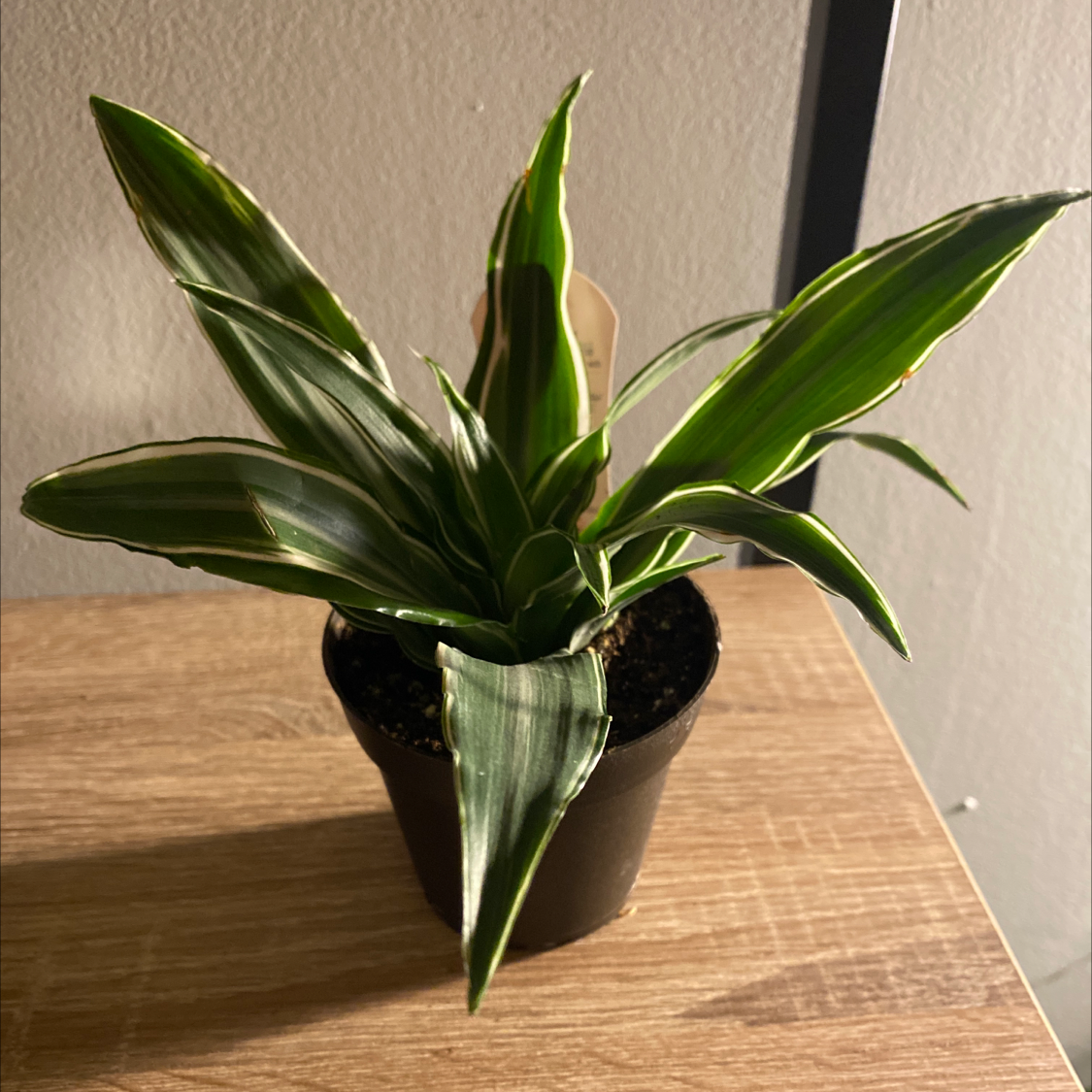 Dracaena 'Warneckii' plant in a small pot with vibrant green leaves and white stripes.