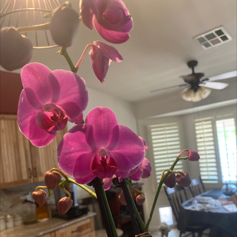 Photo of the plant species Early-Purple Orchid by Rita named Orlando Bloom on Greg, the plant care app