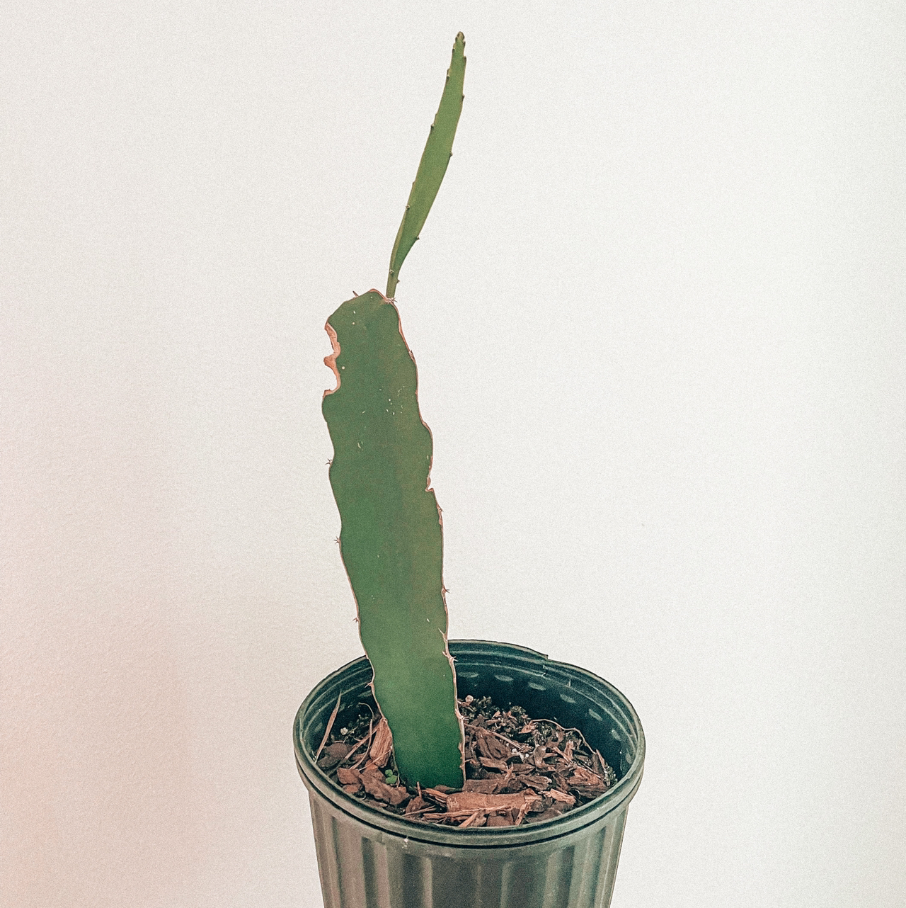 A healthy Dragon Fruit plant in a pot with visible soil.