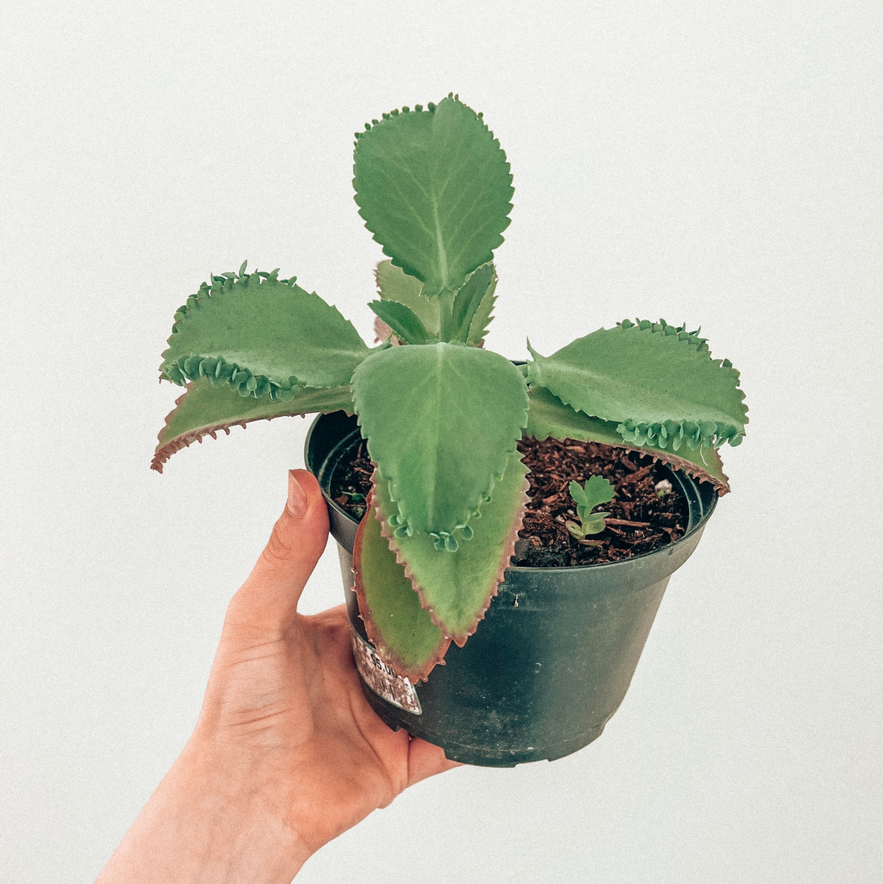 Mother of Thousands plant photo by @Kathia99 named Valentina on Greg, the plant care app.