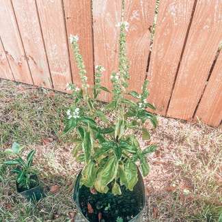 Sweet Basil plant in D'Iberville, Mississippi