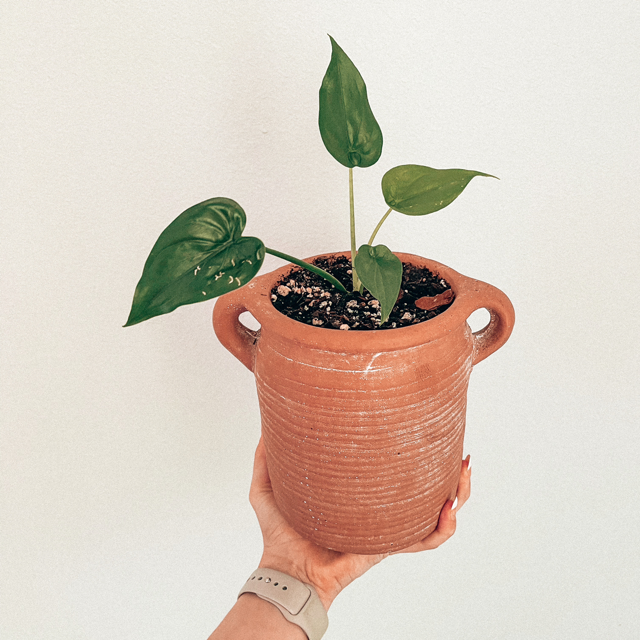 Photo of the plant species Chinese Taro by @Kathia99 named Mushu on Greg, the plant care app