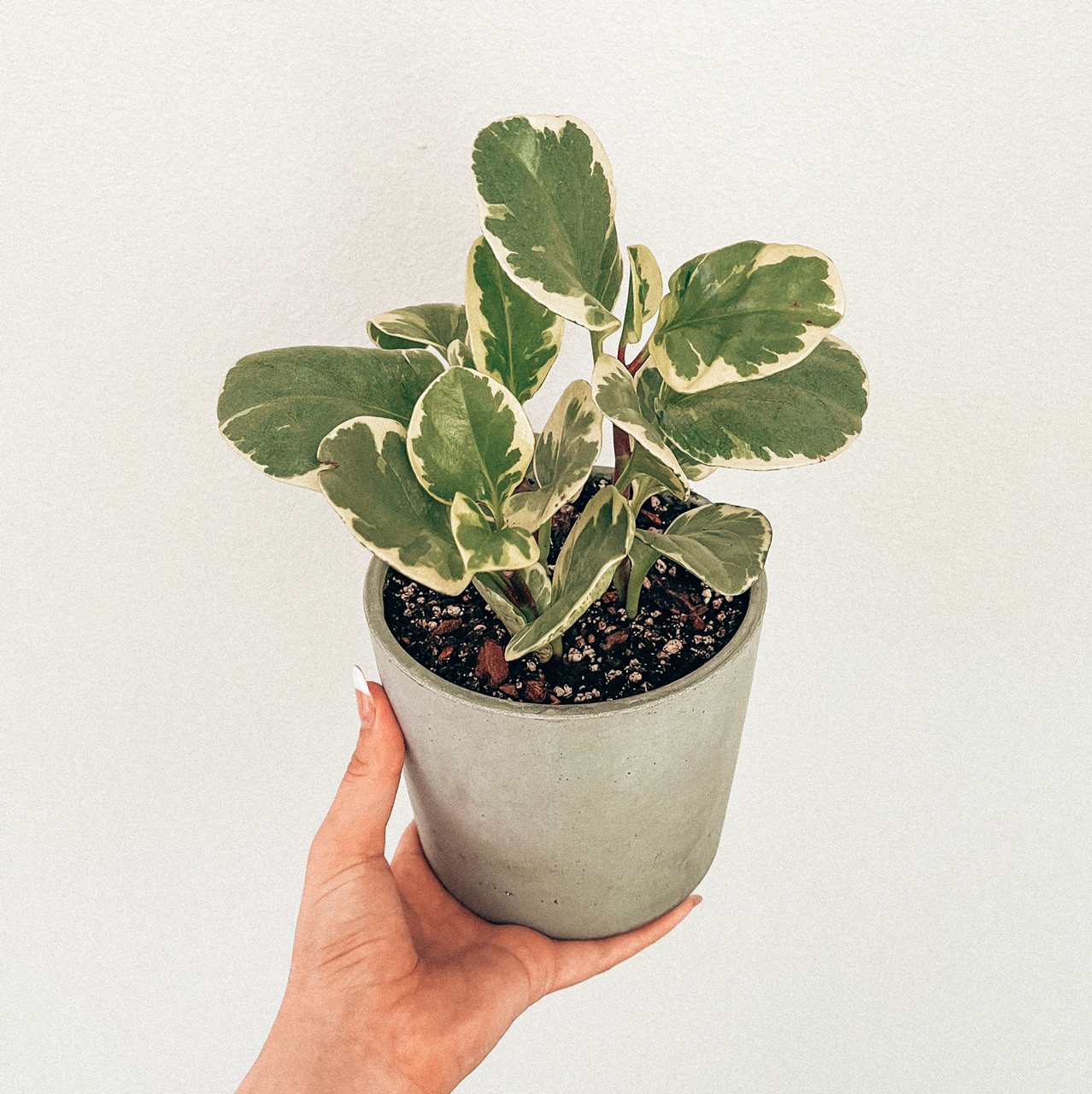 Photo of the plant species Variegated Baby Rubber Plant by @Kathia99 named Hannah on Greg, the plant care app
