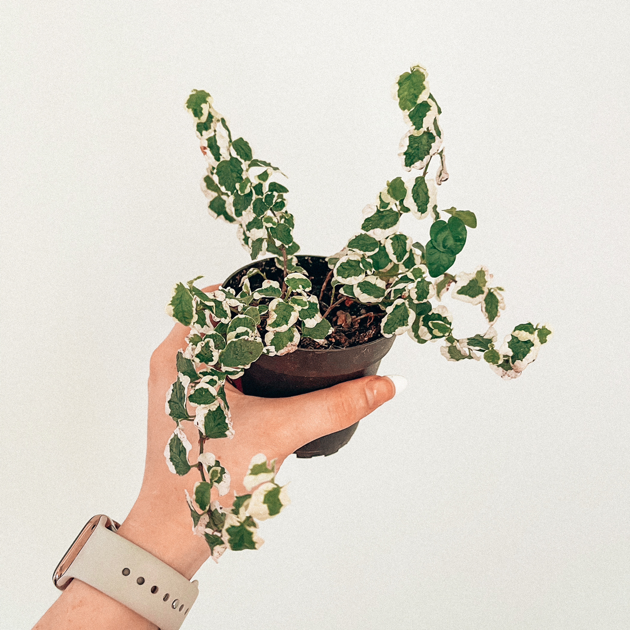 Photo of the plant species White-Edged Swedish Ivy by @Kathia99 named Q-tip on Greg, the plant care app