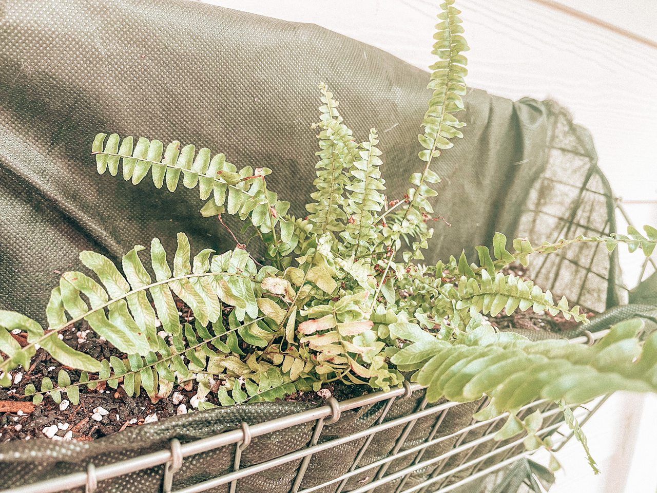 Boston Fern plant photo by @Kathia99 named Fernie Sanders on Greg, the plant care app.