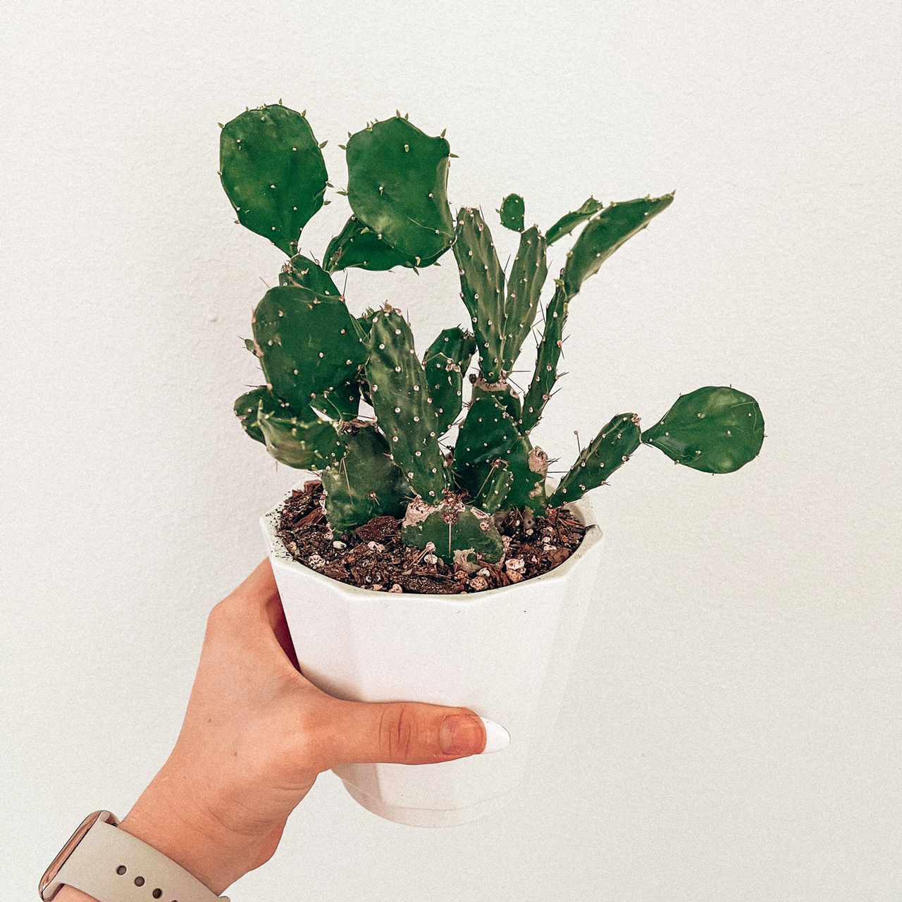 Photo of the plant species Drooping Prickly Pear by @Kathia99 named Señor prickles on Greg, the plant care app
