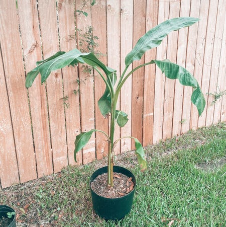 Photo of the plant species Blue Java Banana Tree by @Kathia99 named Keanu Leaves on Greg, the plant care app