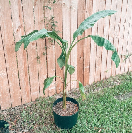 Photo of the plant species Blue Java Banana Tree by Kathia99 named Keanu Leaves on Greg, the plant care app
