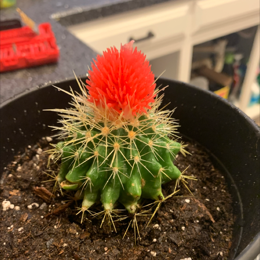 Golden Barrel Cactus plant photo by @sheloves named four on Greg, the plant care app.