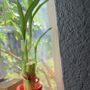 Lucky Bamboo plant photo by @sheloves named sir bamboo on Greg, the plant care app.