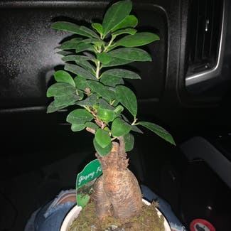 Ficus Ginseng plant in Midlothian, Texas
