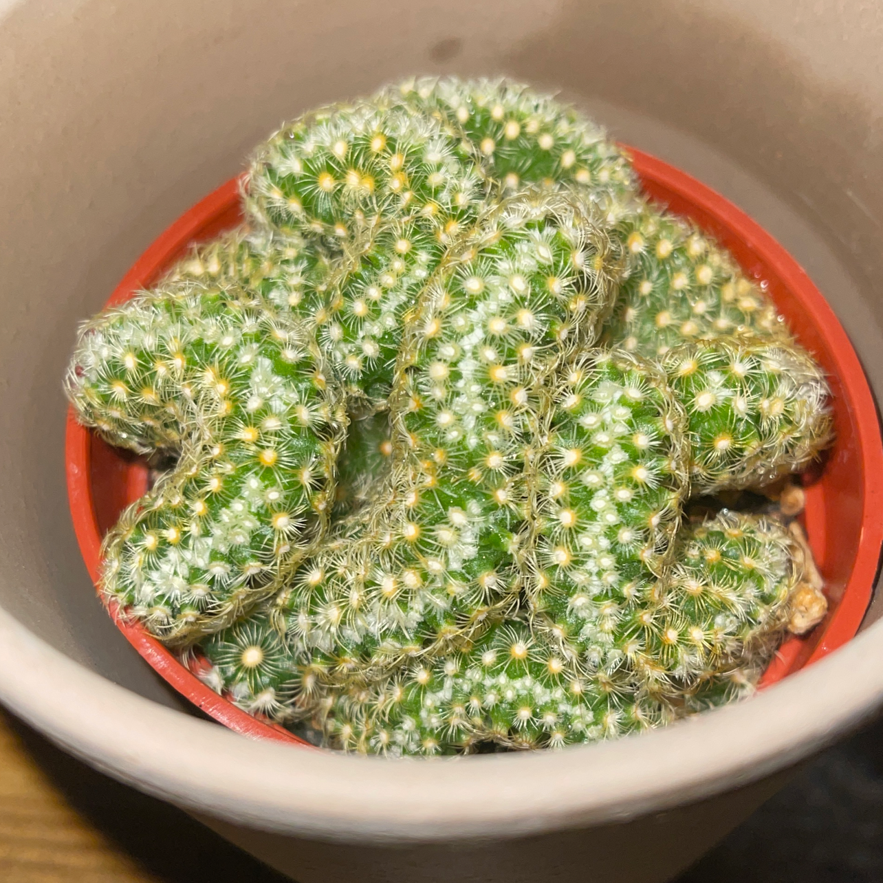 Photo of the plant species Echinofossulocactus palmillas by @Toxiccoccyx named Glob Zombie on Greg, the plant care app