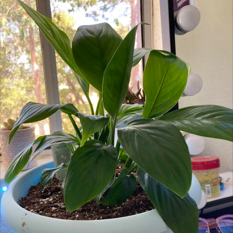 Peace Lily plant photo by @Vivitheplantlady named Lily on Greg, the plant care app.